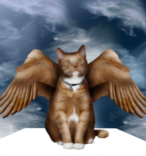 Creation of Angel: Step 9